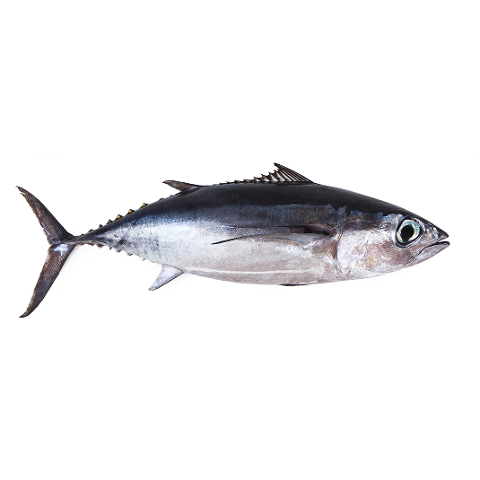 Albacore